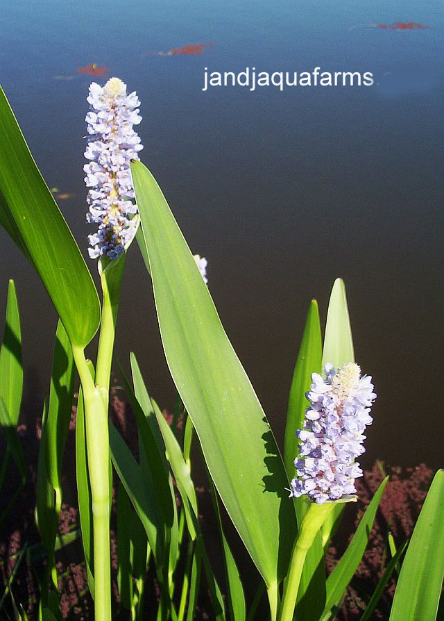 Pickerel weed aquatic koi pond bog plant 3 pickerelweed landscape J&J