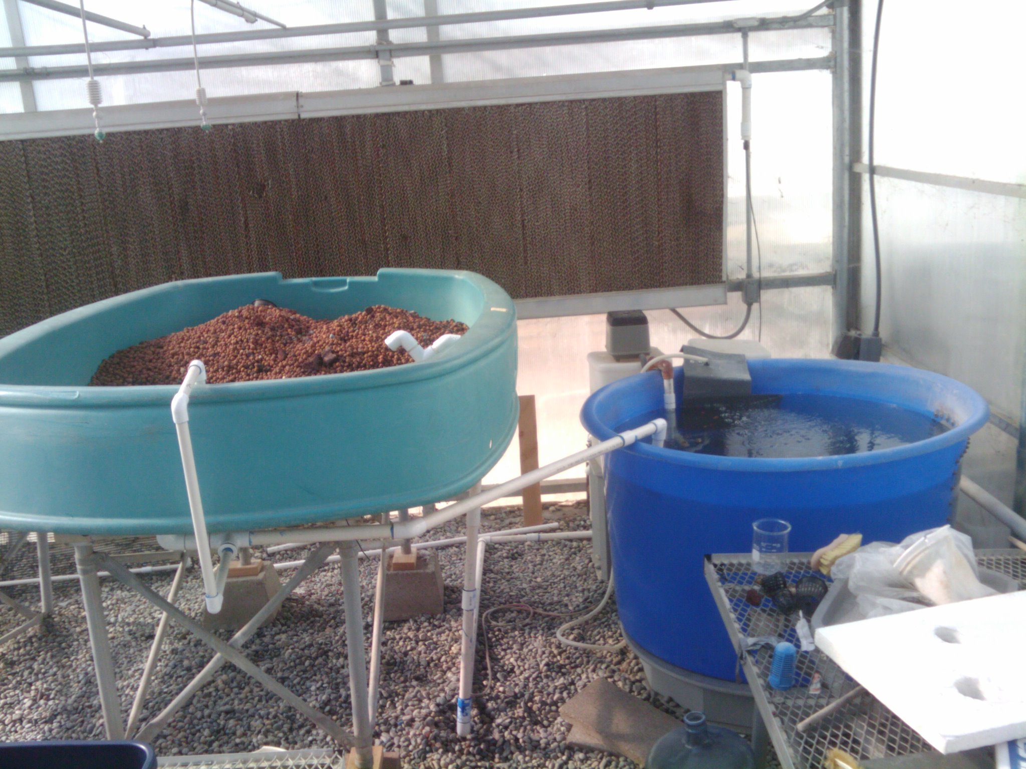 The 2013 CART aquaponic system sits inside a fiberglass greenhouse 