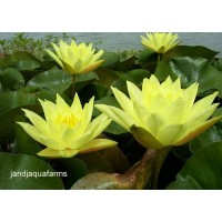 Large Yellow Water Lily