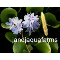 Water Hyacinth 12