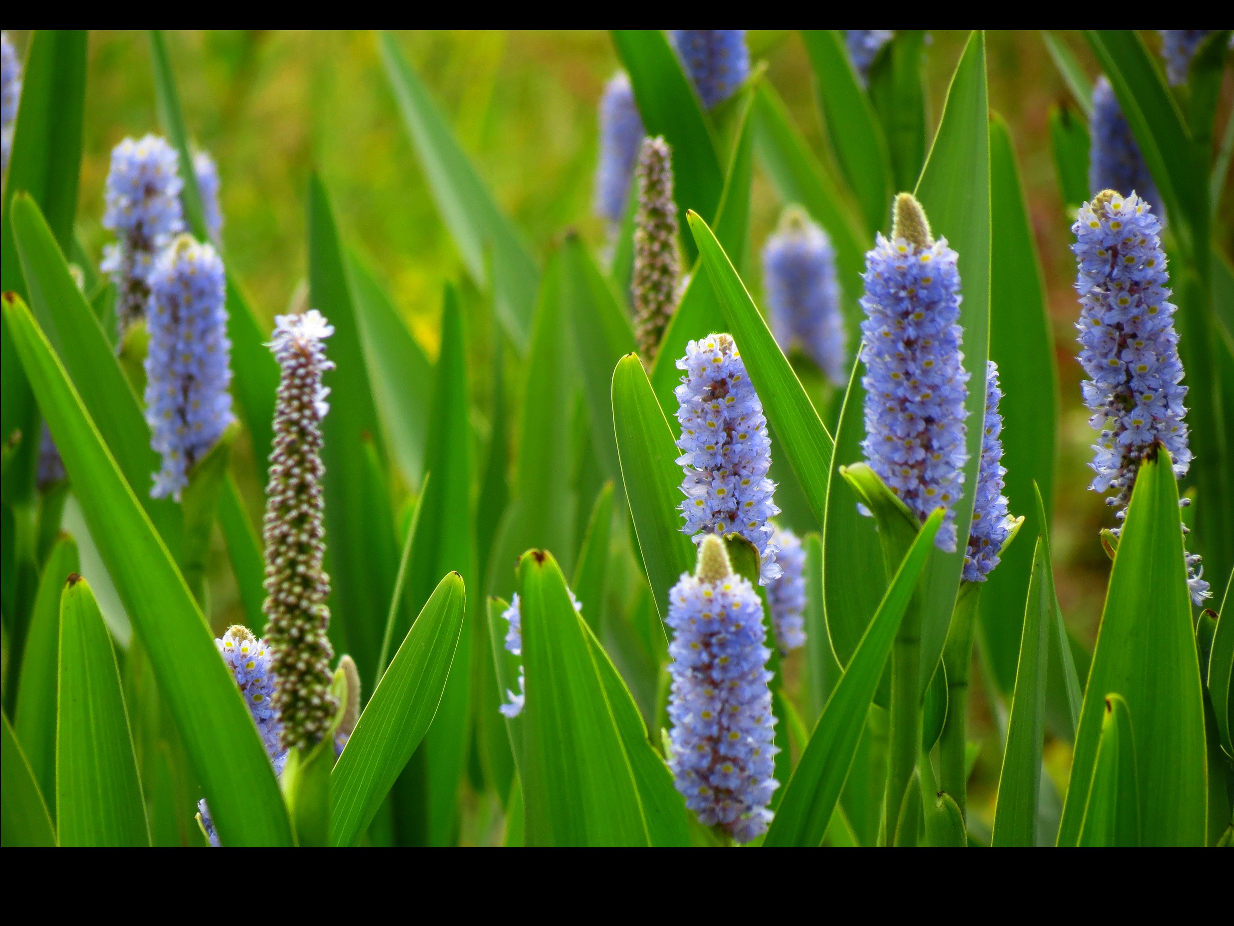 pickerelweed-pontederia-cordata-l-at-j-and-j-aquafarms