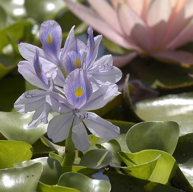 有关以下物品的详细资料: water hyacinth 12 plants bio filter