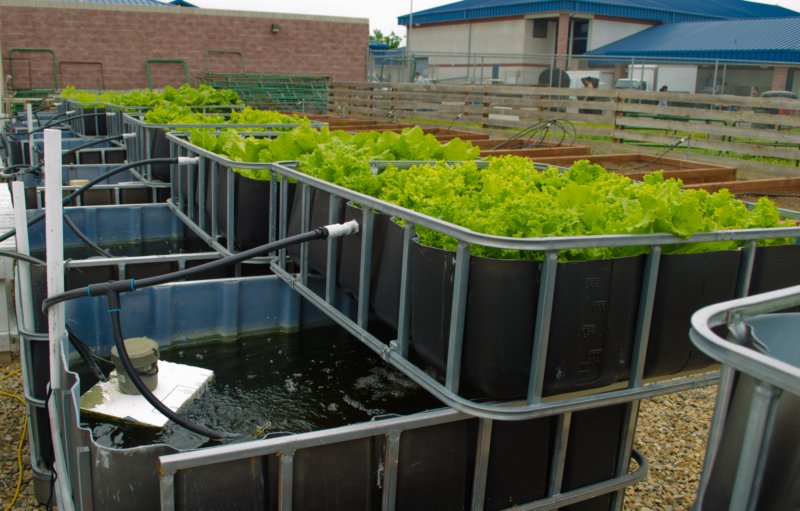 aquaponic