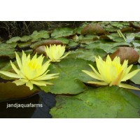 Three Small Yellow Water Lilies