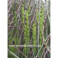 Horsetail - Scouring Rush (12 Plants)