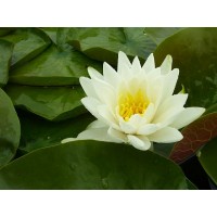 Odorata (White) Water Lily