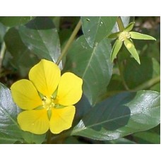 Water Primrose (12 Plants)